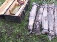 Прямо у лісосмузі: Поблизу Дніпропетровська знайшли 11 гранатометів та іншу зброю (фото, відео)