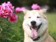 Фото, які підірвали мережу: 15 собак, міміці яких можна позаздрити (фото)