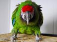 Фредді Крюгер відпочиває: Папуга сміється замогильним сміхом (відео)