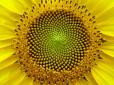 Геометрія в природі: 15 неймовірних рослин (фото)