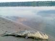 Така риба гине: На берег Дніпра викинуло величезних товстолобів (фото)