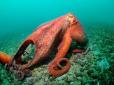 Головоногі перемагають хребетних: Вчені заявили про захоплення океанів восьминогами і кальмарами