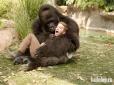 В американському зоопарку застрелили горилу, яка 10 хвилин тягала необережну дитину (відео 16+)
