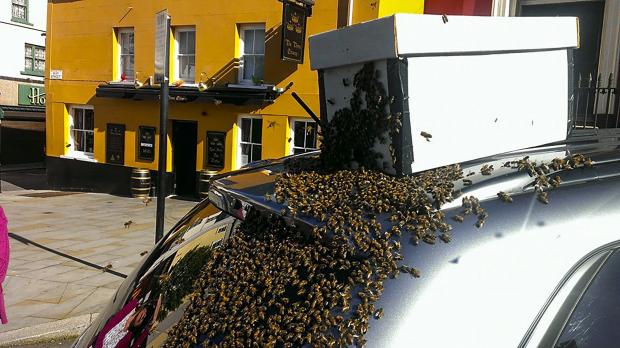 Рій з 20 тисяч бджіл атакував автомобіль. Фото: fishki.net