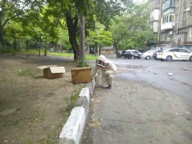 У Запоріжжі патрульним довелося боротися з дикими бджолами. Фото:http://zp.depo.ua/