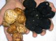 Природі всупереч: Під Києвом знайдено гриб-делікатес вартістю 19 тисяч гривень