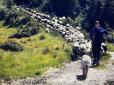 Стародавня професія Карпат: Як живуть вівчарі на високогірних полонинах (фото)