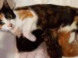 Материнський інстинкт змусив паралізовану після травми кішку повзти до кошенят (фото)