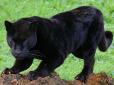 Пантера теж кішка: Як хижак розважається полюванням на безтурботного господаря (відео)