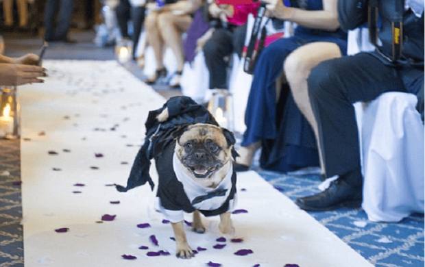 Молодята зробили свідком на весіллі собаку. Фото: Daily Mail