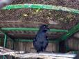 У Харківському зоопарку живе  ворон, який вміє говорити (відео)
