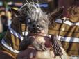 Всесвітній конкурс: У США вибрали найпотворнішого пса планети (фото 16+)