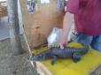 Небайдужа одеситка врятувала від знущання крокодила і кролика (фото)