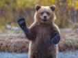 ​Отруйний трапився «земляк»: 18 росіян отруїлися ведмедем