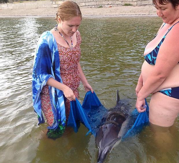 Люди врятували в Коблево самицю дельфіна. Фото: "Фейсбук"
