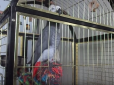 Папуга-бандерівець підірвав мережу своїми піснями (відео)