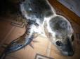 Жорстокість вражає: Діти на Сахаліні забили палицями до смерті маленького тюленя (фото)