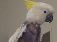 Справжній хіт: Танець лисого папуги підірвав інтернет (відео)