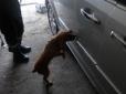 Розправа на кордоні: Собака, що унюхав контрабанду на 2 млн, знайден вбитим (фото, відео)