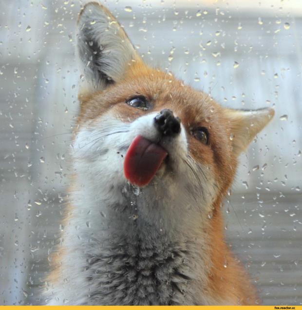 Привіт від лисички. Фото: fox.reactor.cc