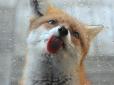 Майстер-клас від лисички: Кумедна тварина навчить, як відвадити тих, хто дістав (відео)