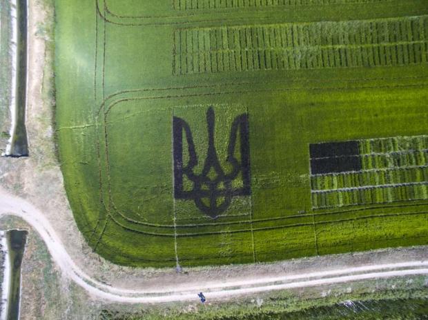 На херсонщині з рису висіяли український тризуб. Фото:http://khoda.gov.ua/
