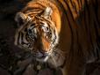 Тигри-вбивці: В сафарі-парку Китаю хижаки загризли туристку (відео 18+)