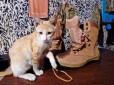 Боєць АТО врятував котеня і розповів забавну історію про пригоди Пулі на фронті (відео)