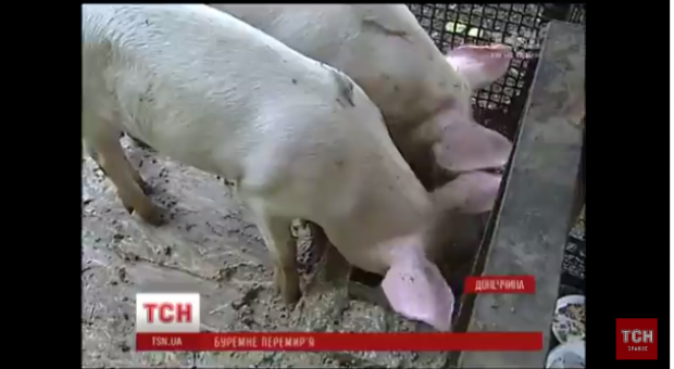 Гіві та Захарченко мають добрий апетит. Фото: скріншот з відео.