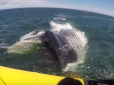 Величезний кит, що з'явився з глибини океану, налякав туристів (відео)