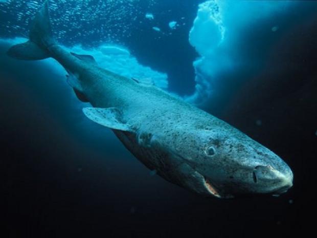 400-річна акула стала найстарішою твариною у світі. Фото:  The Guardian.