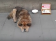Ліцензія від Садового? Біля львівської ратуші бездомний пес збирає гроші з іноземних туристів (відео)