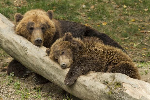 Мешканців Сочі атакують голодні ведмеді. Фото: news.vtomske.ru.
