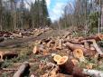 Загримлять за грати: Прикордонники покривали вирубку закарпатського лісу словаками на 2 млн євро