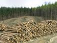 У Словаччині знайшли 6 тисяч кубів вкраденого українського лісу (відео)