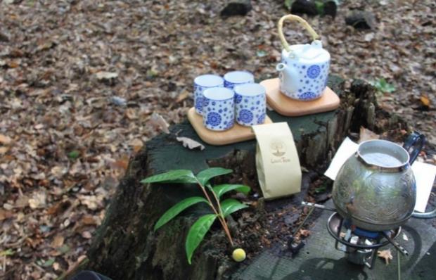 Унікальна чайна плантація біля Мукачева цікавить інвесторів (ВІДЕО)