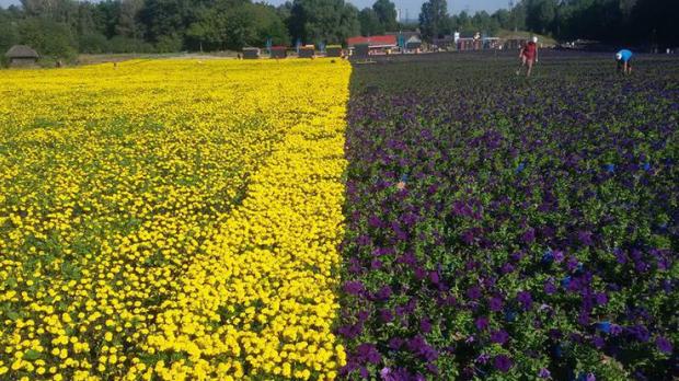 У Пирогово створили український прапор з квітів. Фото:скрін відео
