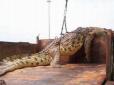 В Африці зловили крокодила-людожера, який 20 років тероризував місцевих жителів (фото)