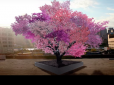 Неймовірно: На одному чудо-дереві росте 40 видів фруктів (відео)