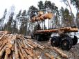 У Київській області вирубують ліси, місцеві мешканці планують захищати сторічні сосни силою (відео)