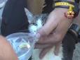 Землетрус в Італії: Рятувальники дістали з-під завалів кішку цілою і неушкодженою (відео)