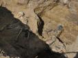 ​На Дніпропетровщині археологи розкопали курган скіфського Іллі Муромця (фотофакт)