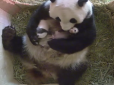 Мі-мі-мі!  Мама-панда бавить дитинчат-близняток  (відео)