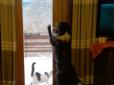 Існувати під одним дахом: Як пес обслуговує друга-кота (відео)