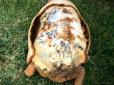 Для черепахи, яка постраждала під час пожежі,  на 3D-принтері надрукували новий панцир (фото, відео)