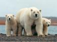 Білі ведмеді ледве не з'їли російську заполярну експедицію