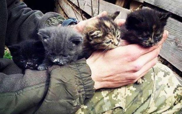 Кошенята, яких врятували бійці АТО. Фото: "Фейсбук".