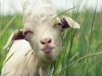 На Тернопільщині вибирали найкрасивішу...  козу (відео)