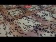 Кара з неба: Російський полігон у Керчі атакували тисячі мокриць (відео)