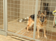 СБУ викрила митників, які ховали хабари у вольєрі службового собаки (фото, відео)